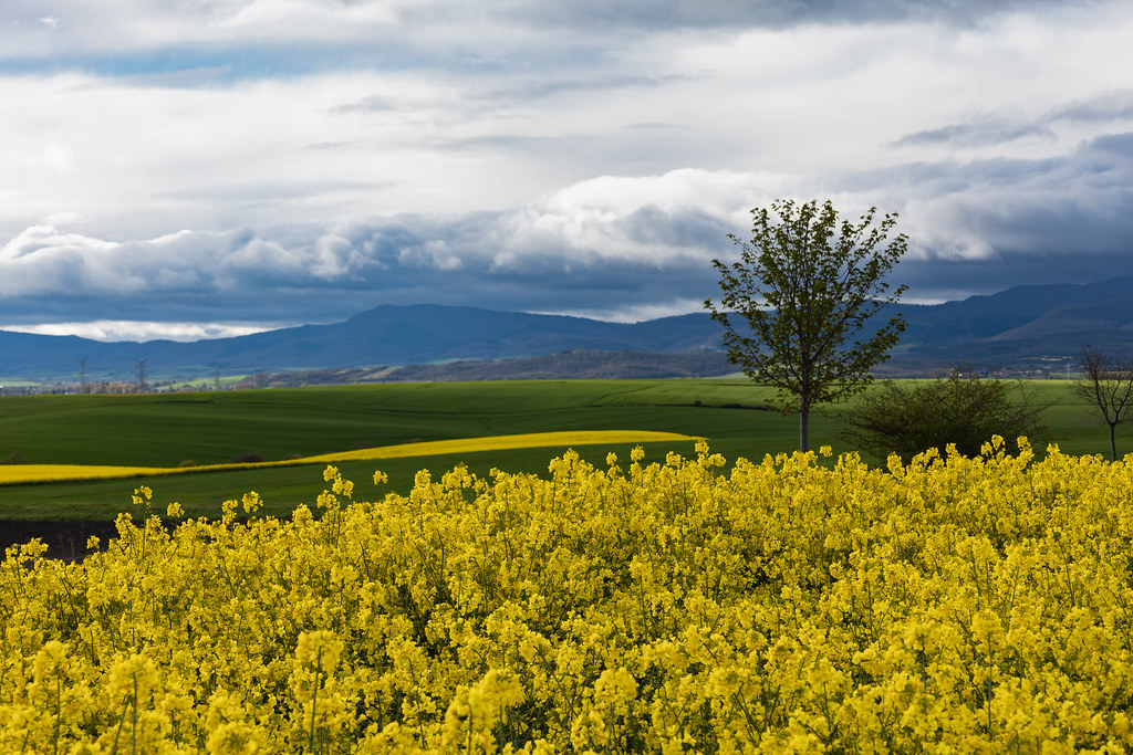 Campos de colza